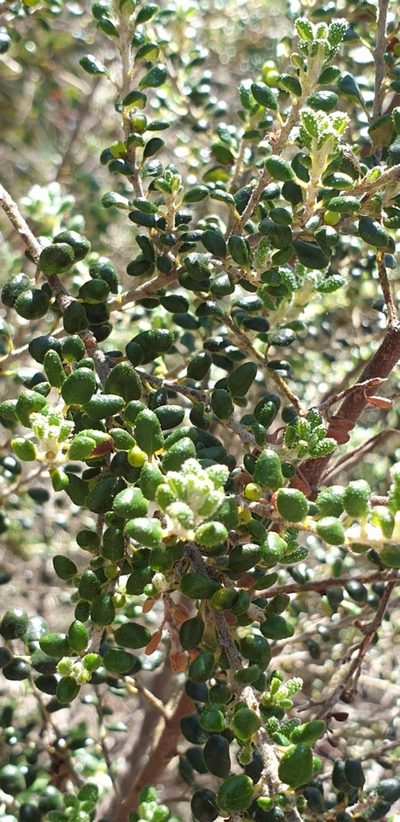 Bertya rotundifolia, photographed by Andrew Thornhill