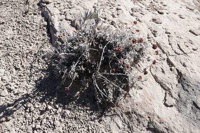 Eriogonum pauciflorum, photographed by Colin Croft