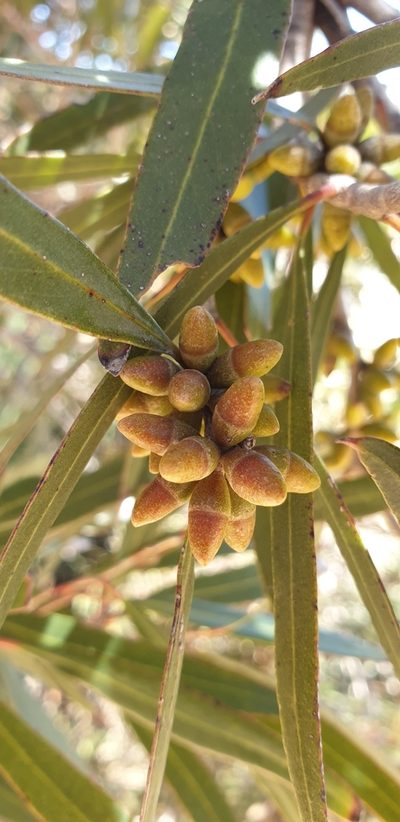 Eucalyptus cneorifolia, photographed by Andrew Thornhill