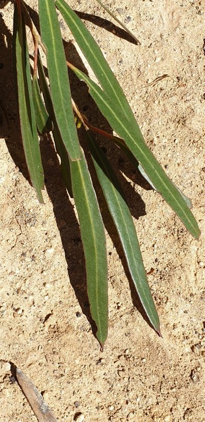 Eucalyptus cneorifolia, photographed by Andrew Thornhill