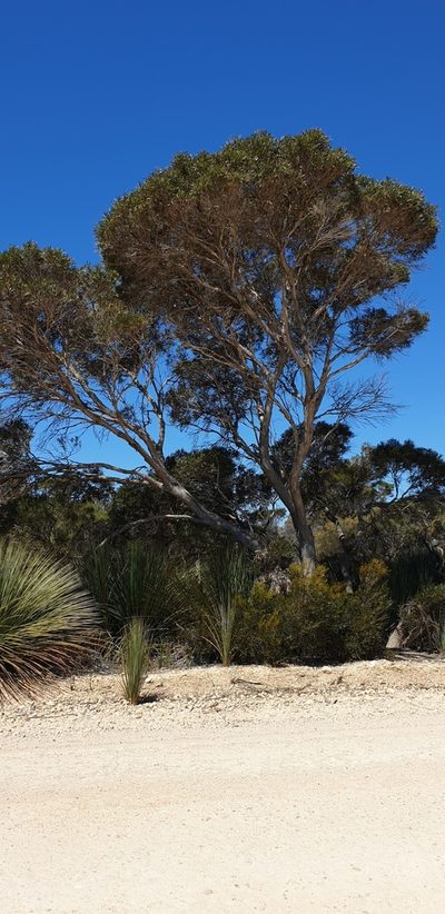Eucalyptus cneorifolia, photographed by Andrew Thornhill