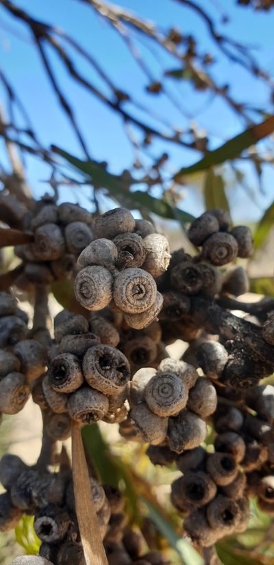 Eucalyptus cneorifolia, photographed by Andrew Thornhill