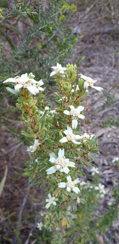 Spyridium halmaturinum, photographed by Andrew Thornhill