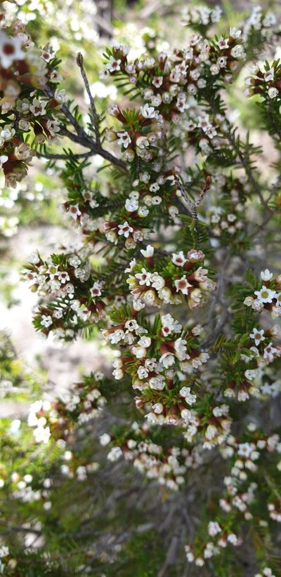 Thryptomene ericaea, photographed by Andrew Thornhill