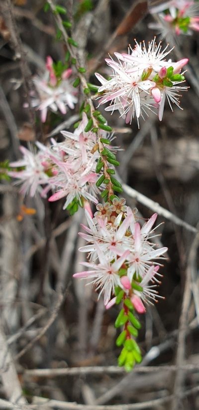 Calytrix glaberrima, photographed by Andrew Thornhill