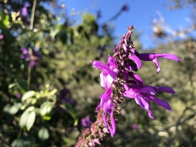 Salvia purpurea, photographed by Luis F. Ramírez