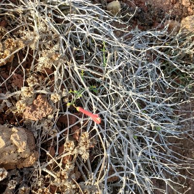 Gambelia juncea, photographed by Dan Horowitz