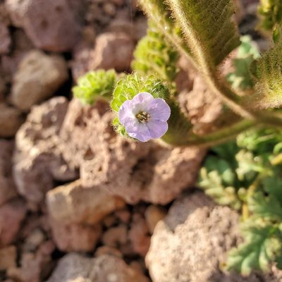 Phacelia ixodes, photographed by Dan Horowitz