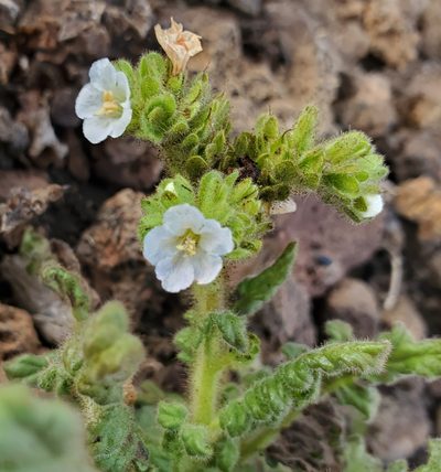 Phacelia ixodes, photographed by Dan Horowitz