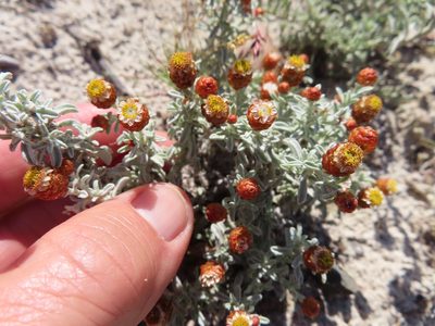 Helichrysum cochleariforme, photographed by linkie