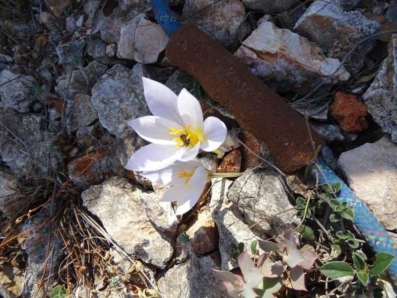 Crocus cancellatus, photographed by Grzegorz Grzejszczak