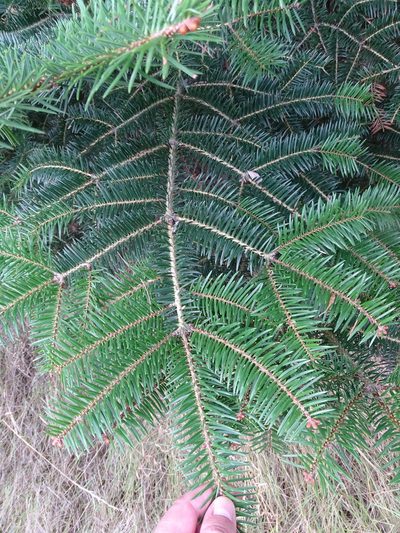 Abies cephalonica, photographed by Grzegorz Grzejszczak