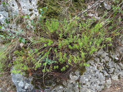 Hypericum empetrifolium, photographed by Grzegorz Grzejszczak