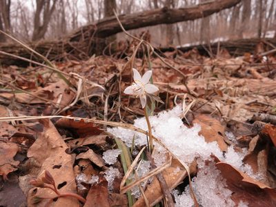 Eranthis stellata, photographed by Repina Tatyana