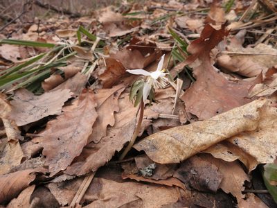 Eranthis stellata, photographed by Repina Tatyana