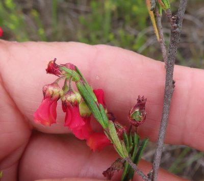 Hermannia joubertiana, photographed by linkie