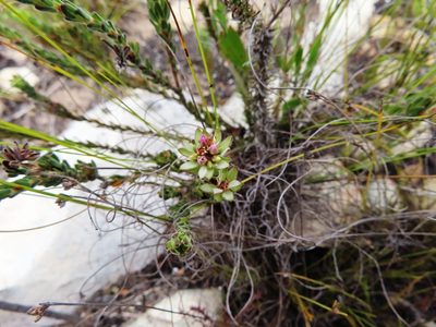 Euchaetis longibracteata, photographed by linkie