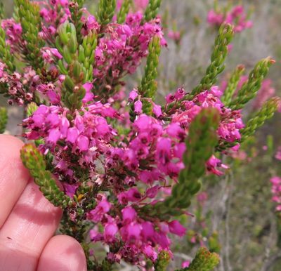 Erica scytophylla, photographed by linkie
