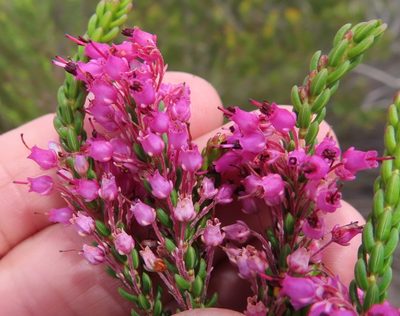 Erica scytophylla, photographed by linkie
