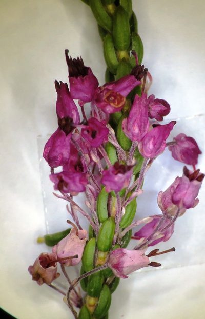 Erica scytophylla, photographed by linkie