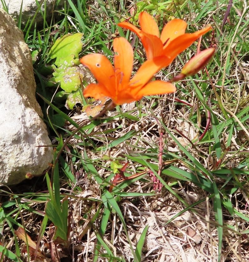 Tritonia deusta, photographed by linkie