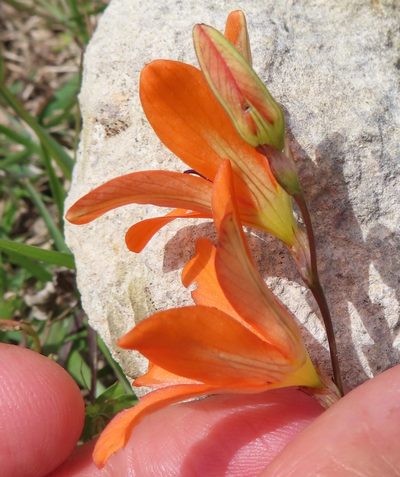 Tritonia deusta, photographed by linkie