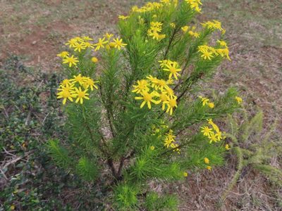 Euryops linearis, photographed by linkie