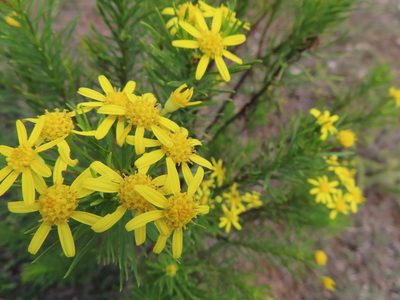 Euryops linearis, photographed by linkie