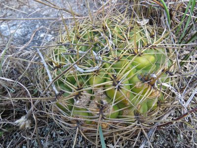 Gymnocalycium monvillei, photographed by Nicolas Olejnik