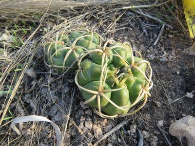 Gymnocalycium monvillei, photographed by Nicolas Olejnik