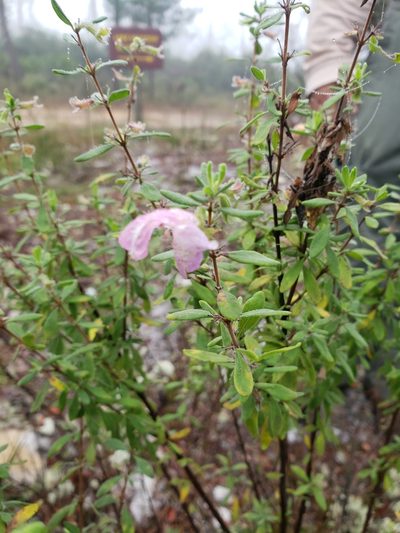 Conradina grandiflora, photographed by Valerie Anderson