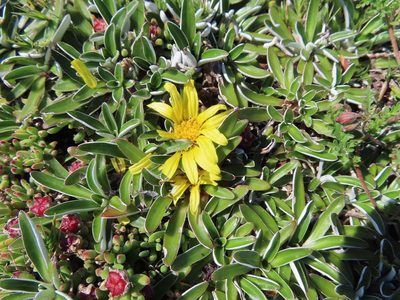 Dymondia margaretae, photographed by linkie