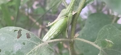 Solanum melongena, photographed by Ong Jyh Seng