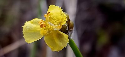 Xyris complanata, photographed by Ong Jyh Seng