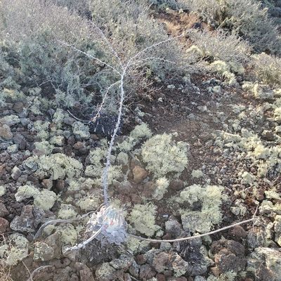 Dudleya anthonyi, photographed by Dan Horowitz