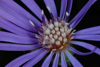 Symphyotrichum georgianum, photographed by Douglas Goldman