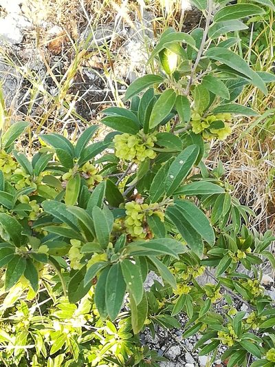 Neopringlea integrifolia, photographed by Francisco Martínez González