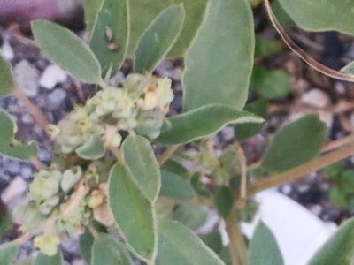 Croton leucophyllus, photographed by Francisco Martínez González