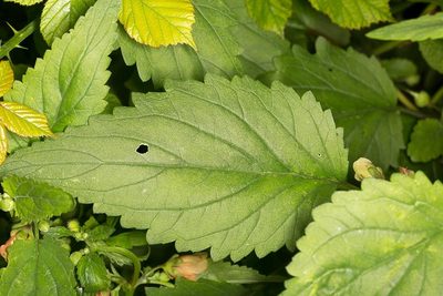 Scrophularia trifoliata, photographed by Drepanostoma