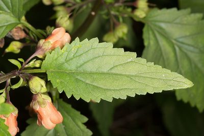 Scrophularia trifoliata, photographed by Drepanostoma