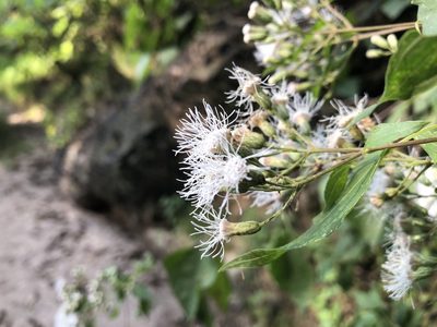 Chromolaena collina, photographed by Luis F. Ramírez