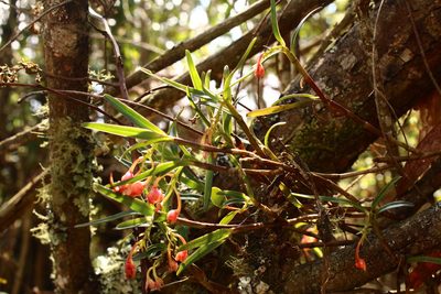 Epidendrum oxysepalum, photographed by Ángela Patricia Rojas Cortés