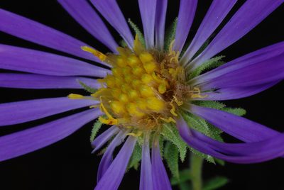 Symphyotrichum grandiflorum, photographed by Douglas Goldman