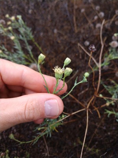 Baccharis texana, photographed by Cleveland Powell