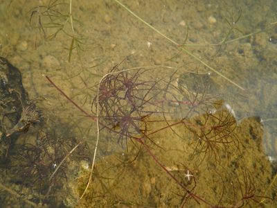 Najas minor, photographed by Summit Metro Parks