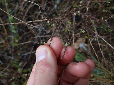 Schaefferia cuneifolia, photographed by Cleveland Powell