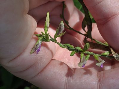 Galactia striata, photographed by Alison Northup
