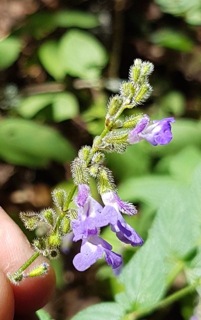 Salvia protracta, photographed by Eugenio Padilla