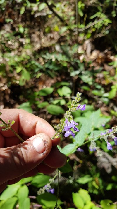 Salvia protracta, photographed by Eugenio Padilla