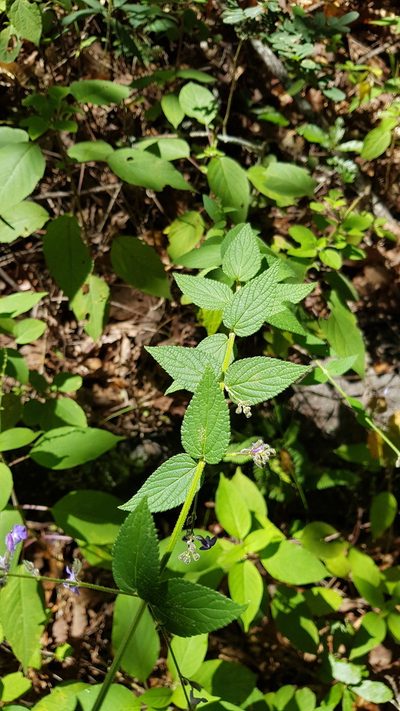 Salvia protracta, photographed by Eugenio Padilla